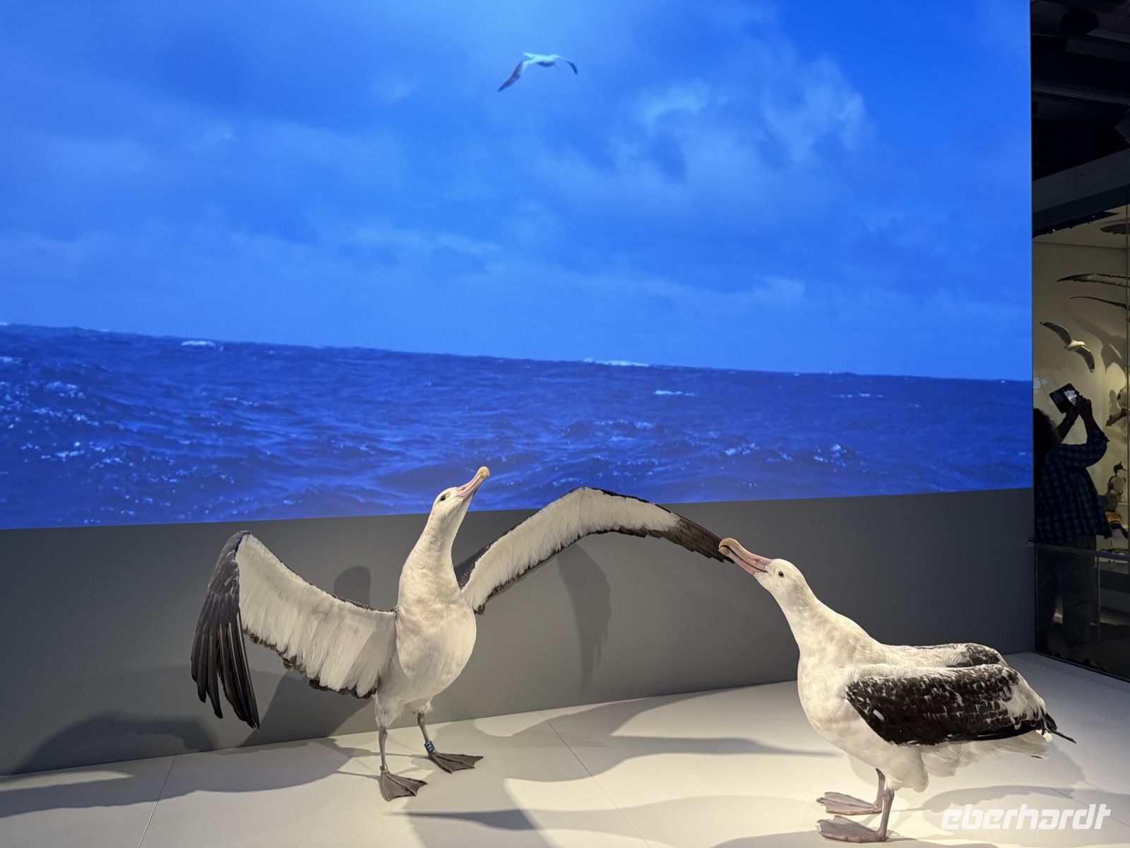 Albatrosse im Te Papa Tongarewa Museum Wellington, Neuseeland