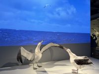 Albatrosse im Te Papa Tongarewa Museum Wellington, Neuseeland