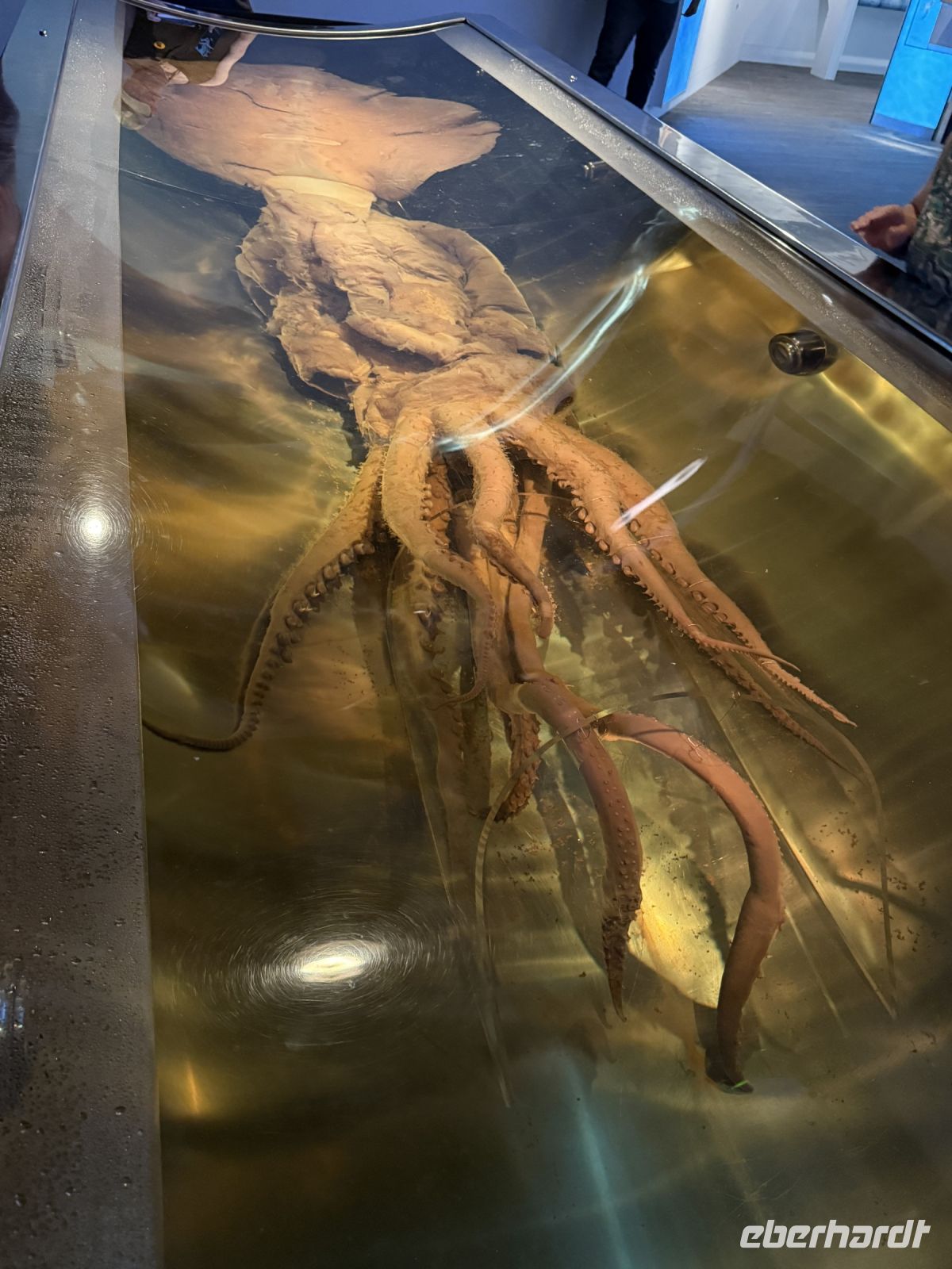 Riesentintenfisch im Te Papa Tongarewa Museum Wellington, Neuseeland