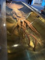 Riesentintenfisch im Te Papa Tongarewa Museum Wellington, Neuseeland