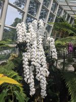 26. Orchideengarten Singapur