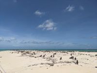 68. Katamaranfahrt zum Great Barrier Reaf, Australien