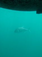 73. Katamaranfahrt zum Great Barrier Reaf, Australien