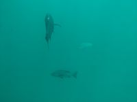 74. Katamaranfahrt zum Great Barrier Reaf, Australien