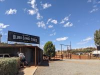 79. Kamelfarm, Outback, Australien