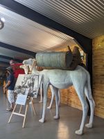 80. Kamelfarm, Outback, Australien