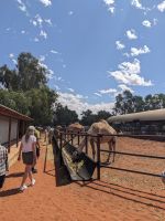 83. Kamelfarm, Outback, Australien