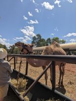 84. Kamelfarm, Outback, Australien