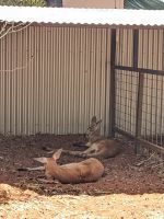 85. Kamelfarm, Outback, Australien