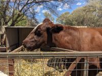 86. Kamelfarm, Outback, Australien