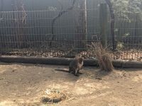 161. Featherdale Wildlife Park, Sydney, Australien