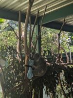 163. Featherdale Wildlife Park, Sydney, Australien