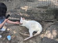 165. Featherdale Wildlife Park, Sydney, Australien