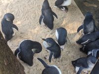 166. Featherdale Wildlife Park, Sydney, Australien