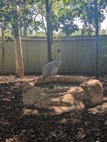 167. Featherdale Wildlife Park, Sydney, Australien