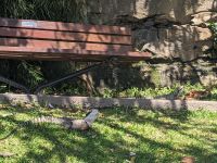 179. Strand in Manly, Sydney, Australien