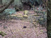 256. Mt. Field Nationalpark, Hobart, Tasmanien, Australien