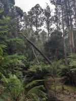 257. Mt. Field Nationalpark, Hobart, Tasmanien, Australien