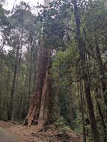 258. Mt. Field Nationalpark, Hobart, Tasmanien, Australien