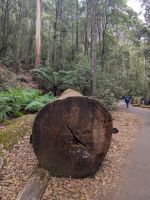 259. Mt. Field Nationalpark, Hobart, Tasmanien, Australien