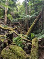 261. Mt. Field Nationalpark, Hobart, Tasmanien, Australien