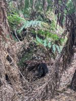 262. Mt. Field Nationalpark, Hobart, Tasmanien, Australien