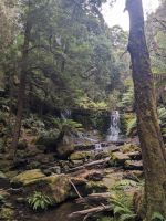 265. Mt. Field Nationalpark, Hobart, Tasmanien, Australien