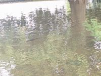 269. Forellenzucht, Hobart, Tasmanien, Australien