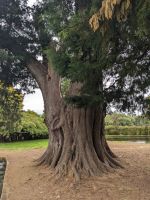 270. Forellenzucht, Hobart, Tasmanien, Australien