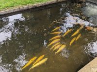 272. Forellenzucht, Hobart, Tasmanien, Australien