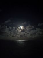 293. Holland America Westerdam