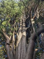 320. Universität Dunedin, Neuseeland