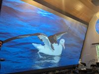 326. Albatross-Kolonie, Otega Halbinsel, Dunedin, Neuseeland