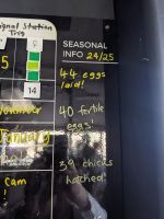 330. Albatross-Kolonie, Otega Halbinsel, Dunedin, Neuseeland