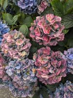 348. Wohngegend in Timaru, Neuseeland