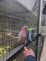 350. Gemeinschaftspark Timaru, Neuseeland