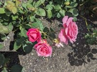 365. Botanischer Garten Wellington, Neuseeland