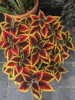 368. Botanischer Garten Wellington, Neuseeland