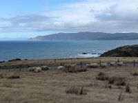 386. Schaffarm,  Storm Coast Wellington, Neuseeland