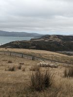 391. Schaffarm,  Storm Coast Wellington, Neuseeland
