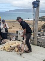 393. Schaffarm,  Storm Coast Wellington, Neuseeland