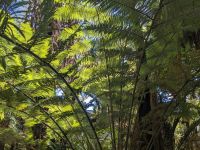 458. Domain Auckland, Neuseeland