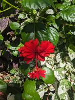 460. Domain Auckland, Neuseeland