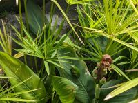 462. Frösche, Domain Auckland, Neuseeland