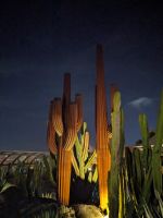 491. Singapur Flughafen Kakteengarten