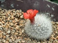 Im Flower Dome blühen die Kakteen &ndash; &copy; Simone Willner (Eberhardt TRAVEL)