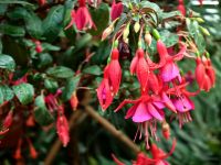 Fuchsien sind für uns normal, für die Asiaten aber exotisch, Flower Dome  &ndash; &copy; Simone Willner (Eberhardt TRAVEL)