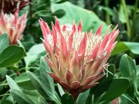 Proteen sind eigentlich in Südafrika heimisch, hier im Flower Dome &ndash; &copy; Simone Willner (Eberhardt TRAVEL)