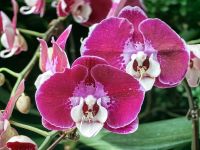 Orchideen im Flower Dome &ndash; &copy; Simone Willner (Eberhardt TRAVEL)