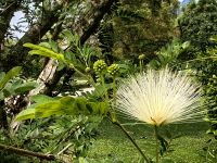 Ein Frauenzungenbaum (Albizia Lebbeck) im Flower Dome &ndash; &copy; Simone Willner (Eberhardt TRAVEL)